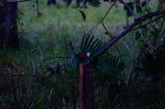 Campylorhynchus chiapensis