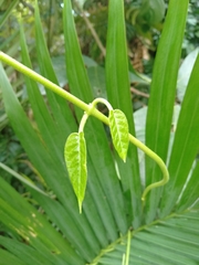 Gymnema longipedicellatum