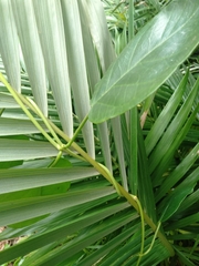 Gymnema longipedicellatum