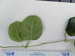 Gymnema longipedicellatum