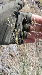 Festuca idahoensis
