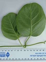 Gymnema longipedicellatum