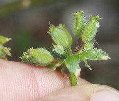 Lomatium dasycarpum