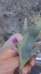 Allium falcifolium