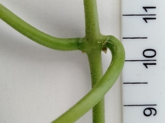 Gymnema longipedicellatum