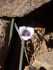Calochortus elegans nanus