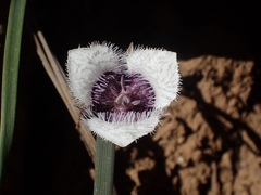 Calochortus elegans nanus