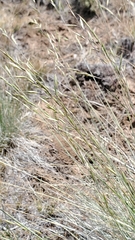 Festuca idahoensis
