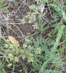 Lomatium dasycarpum