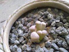 Lithops