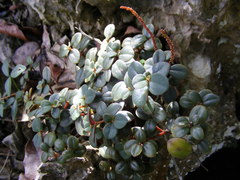 Peperomia abdita