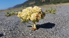 Glehnia littoralis