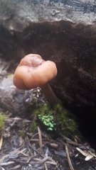 Cudonia monticola