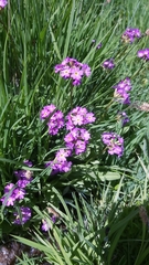 Primula longipes