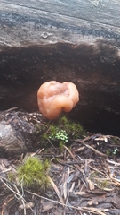 Cudonia monticola