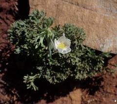 Anemone drummondii drummondii