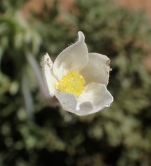 Anemone drummondii drummondii