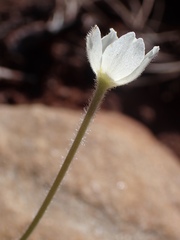 Anemone drummondii drummondii