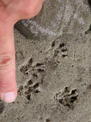 Tamias striatus