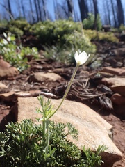 Anemone drummondii drummondii