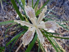 Iris tenuissima