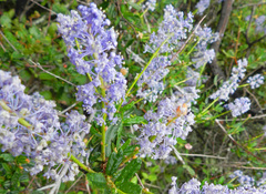 Ceanothus parryi