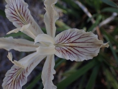 Iris tenuissima
