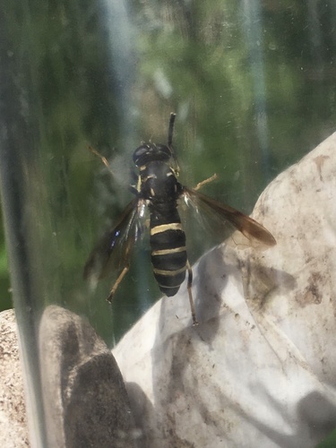 Bare-bellied Falsehorn