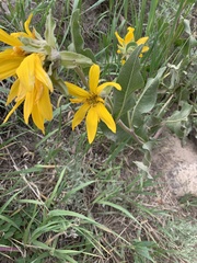 Wyethia arizonica