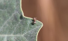 Formica francoeuri
