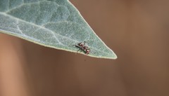 Formica francoeuri