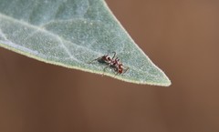 Formica francoeuri