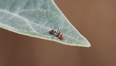 Formica francoeuri