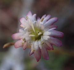 Silene grayi