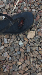 Prionus californicus