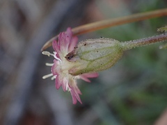 Silene grayi