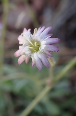 Silene grayi