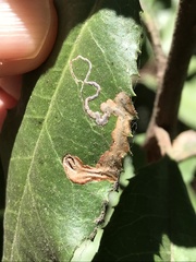 Stigmella heteromelis