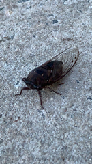 Megatibicen resonans