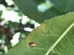 Stigmella heteromelis