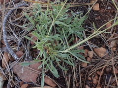 Silene grayi