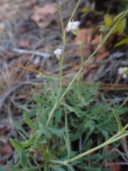 Silene grayi