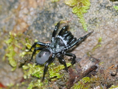 Sphodros niger