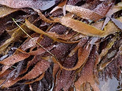 Chondracanthus