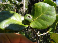 Psidium harrisianum