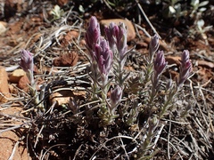 Castilleja schizotricha