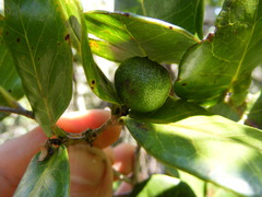 Psidium harrisianum