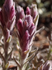 Castilleja schizotricha