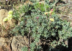Eriogonum thymoides
