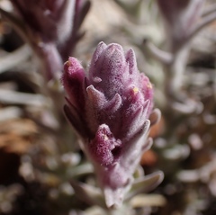 Castilleja schizotricha